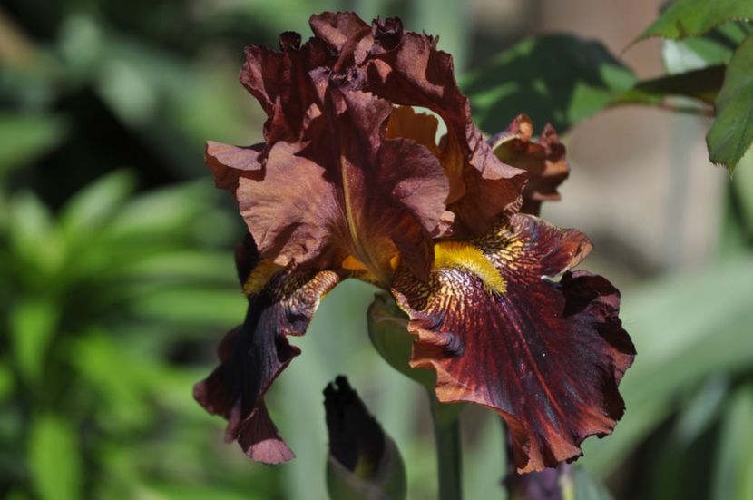 I12 = 10ron - IRISI DE VANZARE 2021