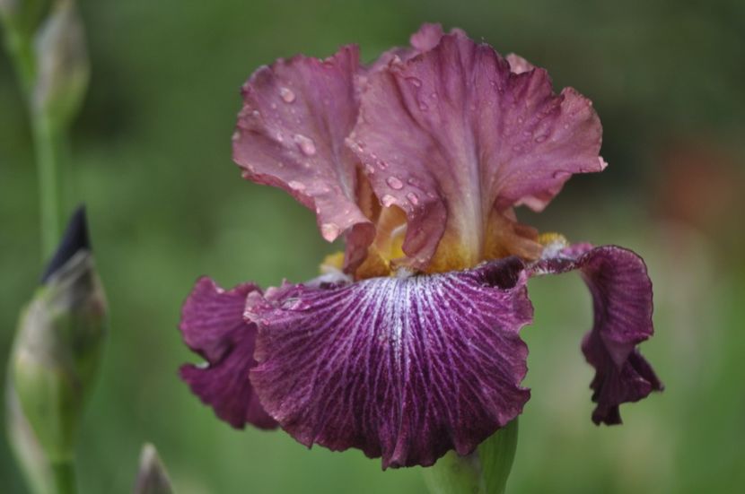 I19 = 8 - IRISI DE VANZARE 2021