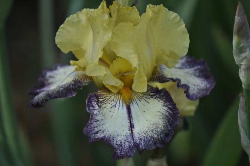 I17? - IRISI DE VANZARE 2021