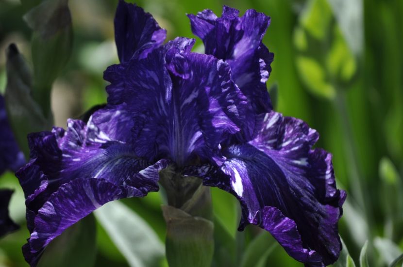 _DSC0138 - IRISI DE VANZARE 2021