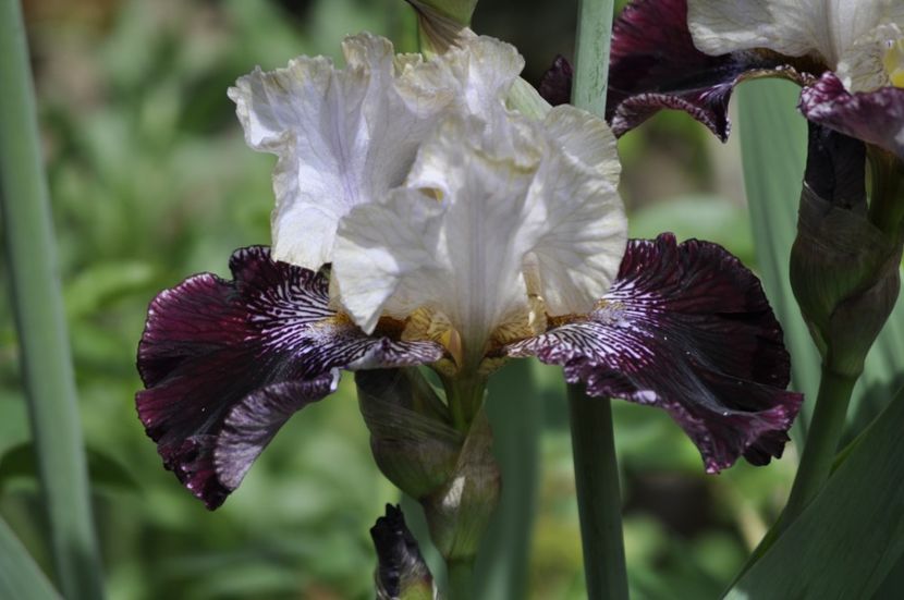 _DSC0352 - IRISI DE VANZARE 2021