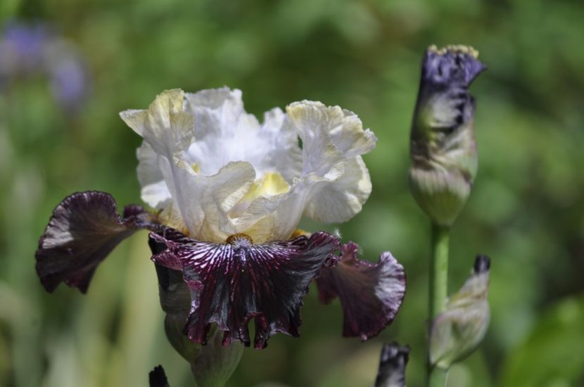 _DSC0354 - IRISI DE VANZARE 2021