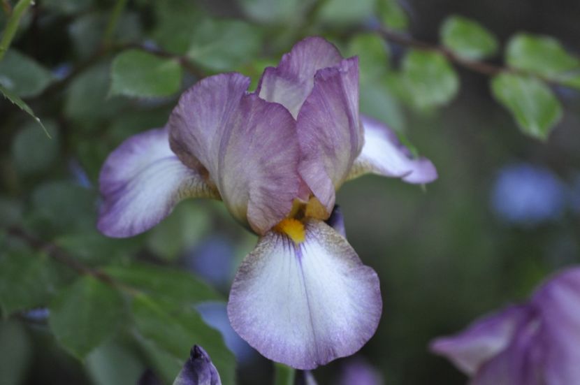 _DSC0103 - IRISI DE VANZARE 2021
