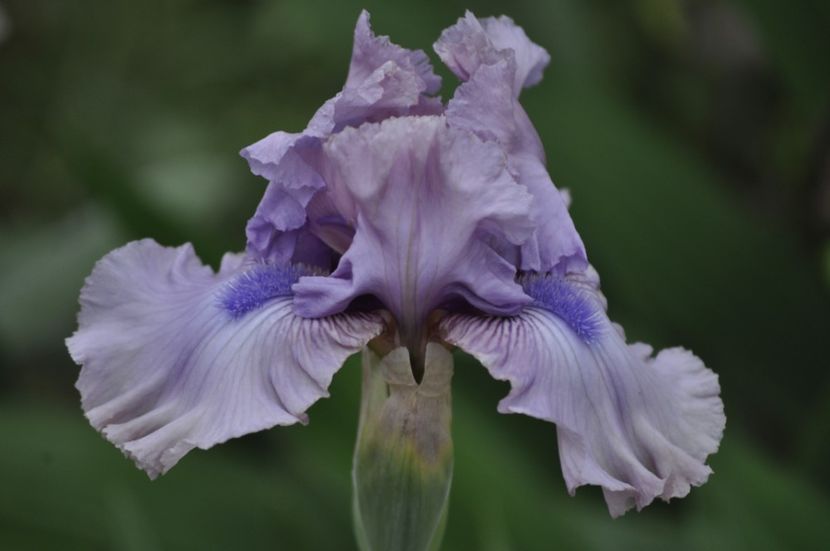 intermedia lila 5 ron - IRISI DE VANZARE 2021