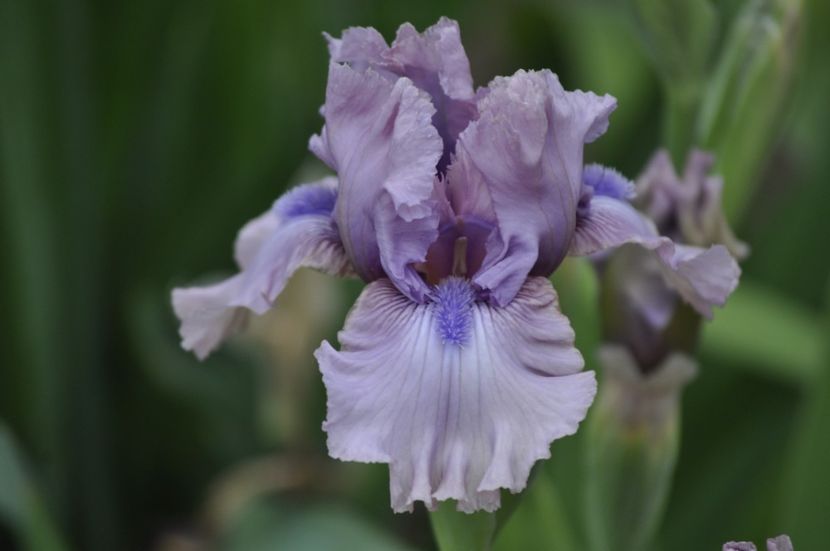 5 - IRISI DE VANZARE 2021