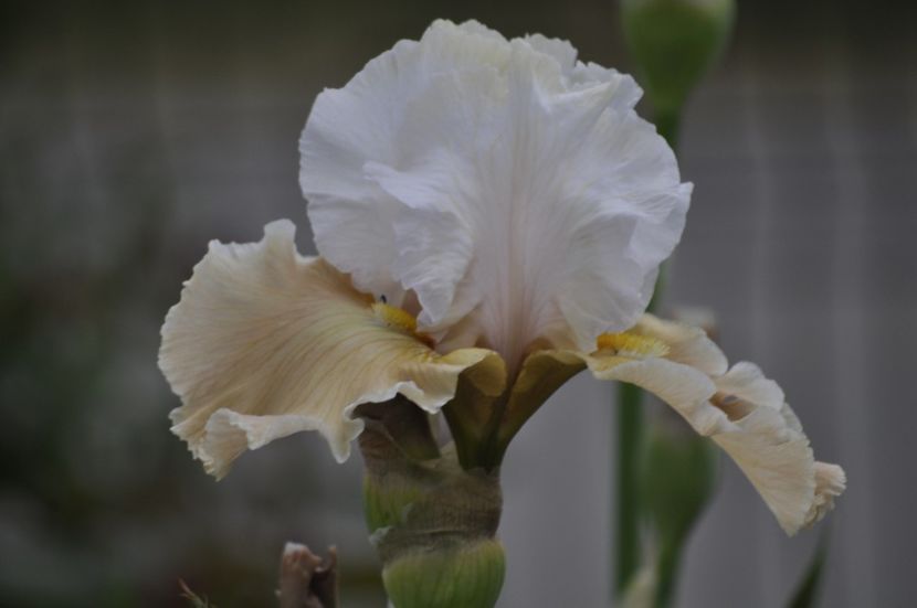 7 - IRISI DE VANZARE 2021