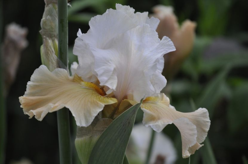 I34 = 7 remontant - IRISI DE VANZARE 2021