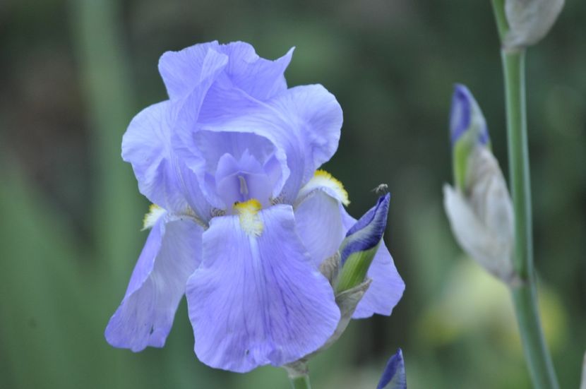 _DSC0078 - irisi de vanzare