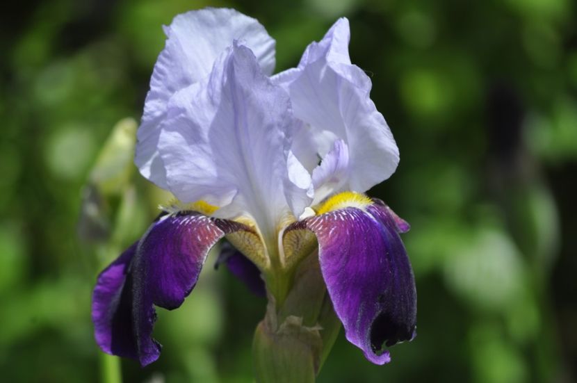 _DSC0308 - irisi de vanzare