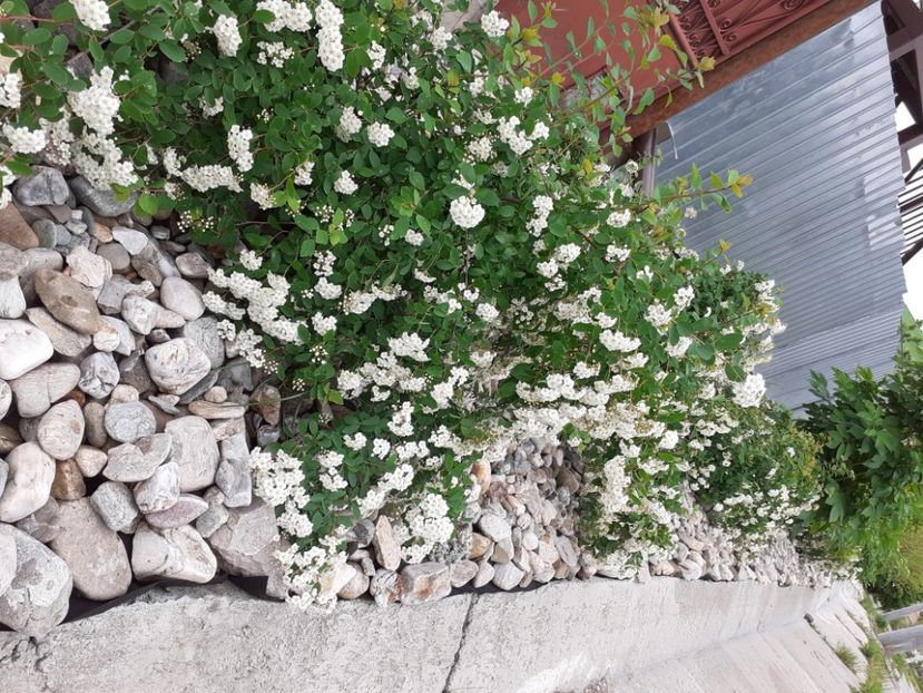  - Gradina 2021