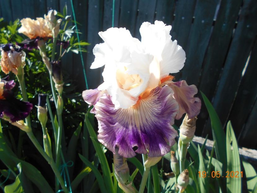 Pop Idol - 02 Irisi 2021