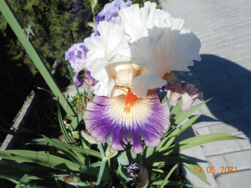 Pop Idol - 02 Irisi 2021