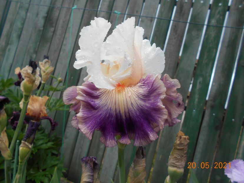 Pop Idol - 02 Irisi 2021