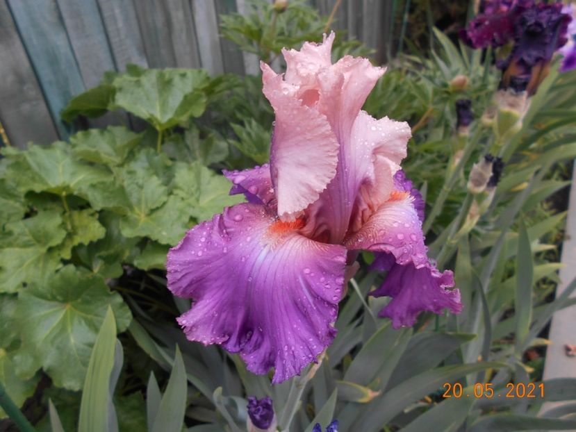 Sweet Musette - 02 Irisi 2021