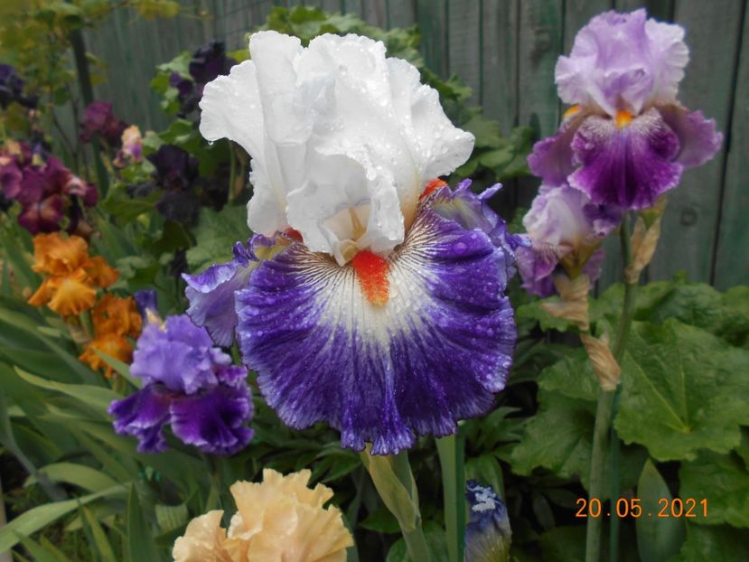 Gypsy Lord - 02 Irisi 2021