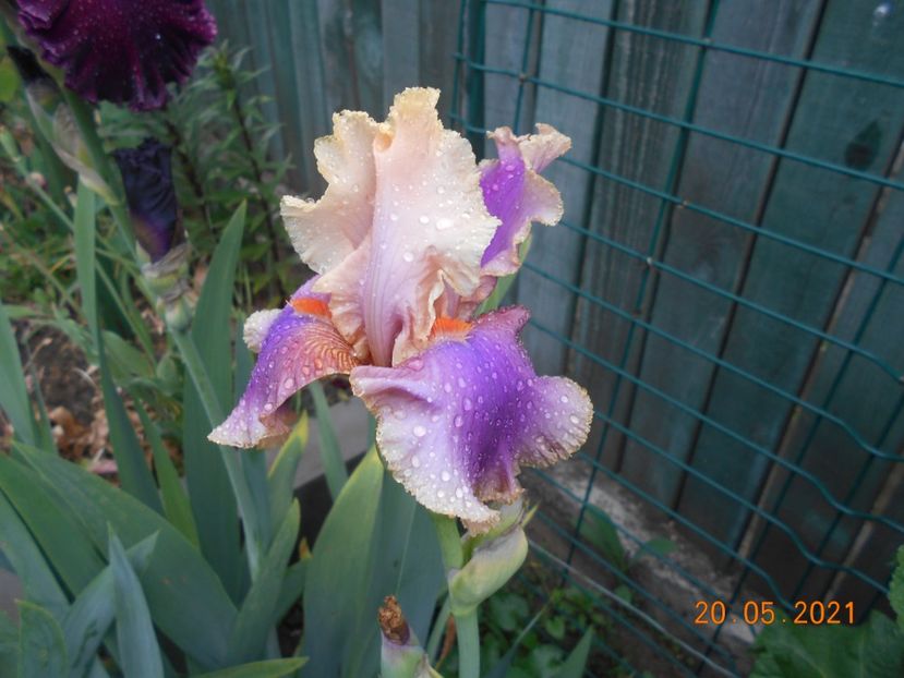 Collet Thurillet - 02 Irisi 2021