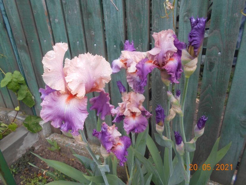 Sweet Musette - 02 Irisi 2021