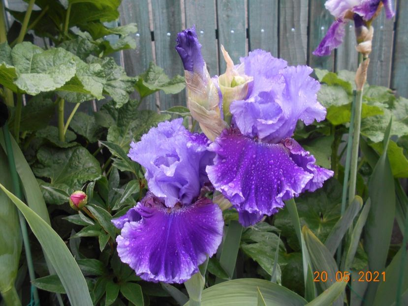 Wicked Woman - 02 Irisi 2021