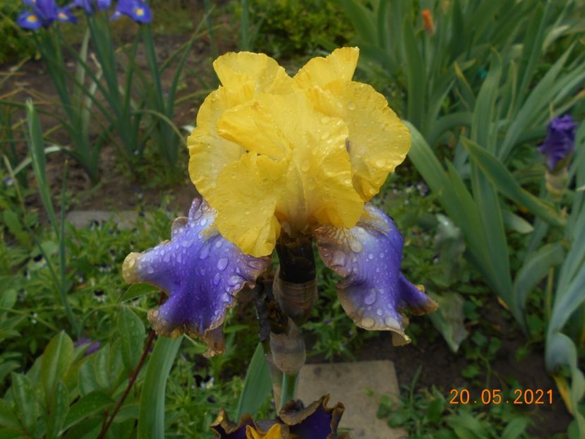 Tumulteux - 02 Irisi 2021