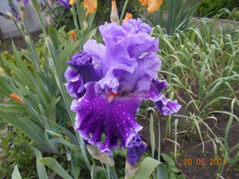 Louisa s Song - 02 Irisi 2021