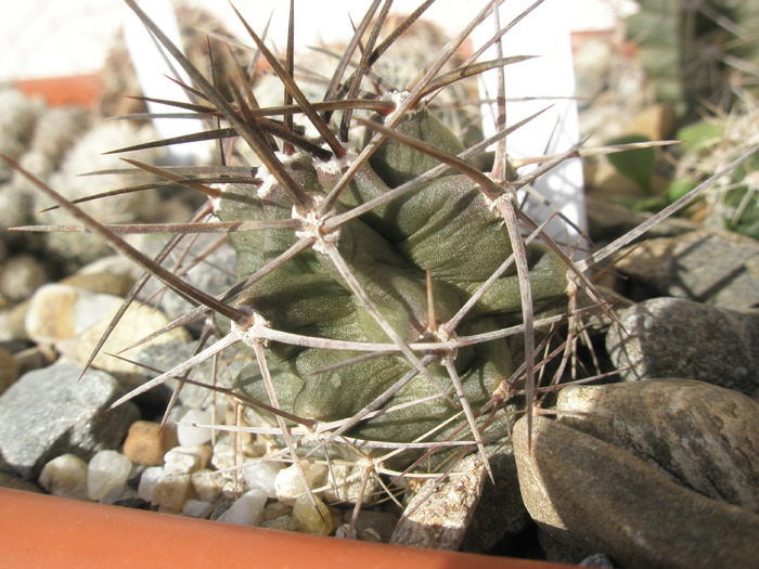 Echinocereus triglochidiatus - Melchior - plantele dupa iarna 2010