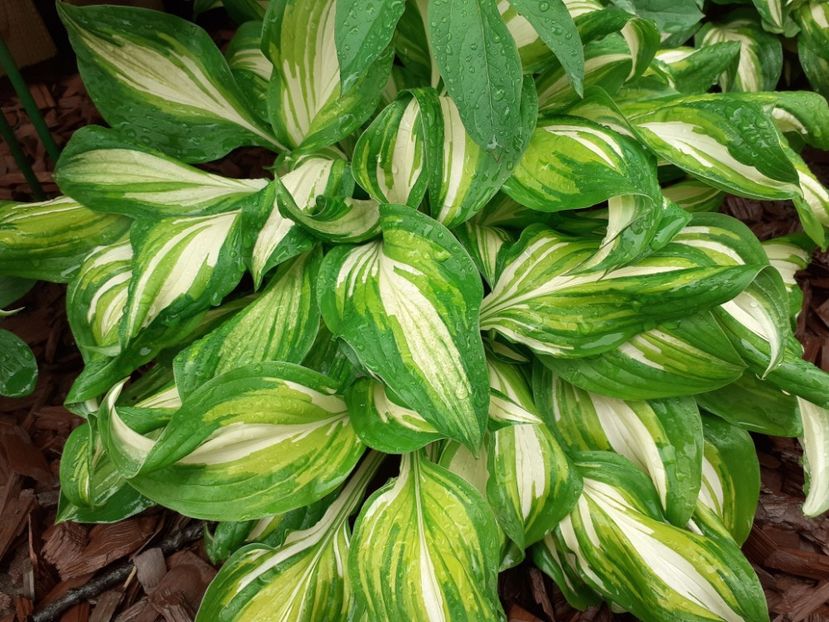  - Hosta