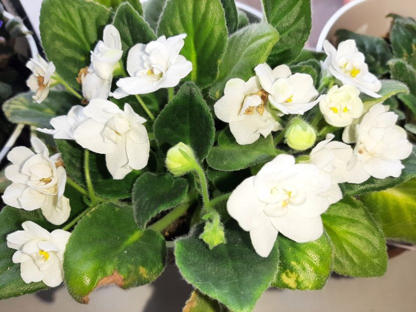  - Florile mele în mai 2021