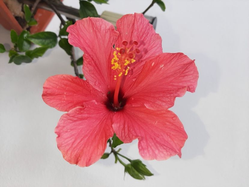  - Florile mele în mai 2021