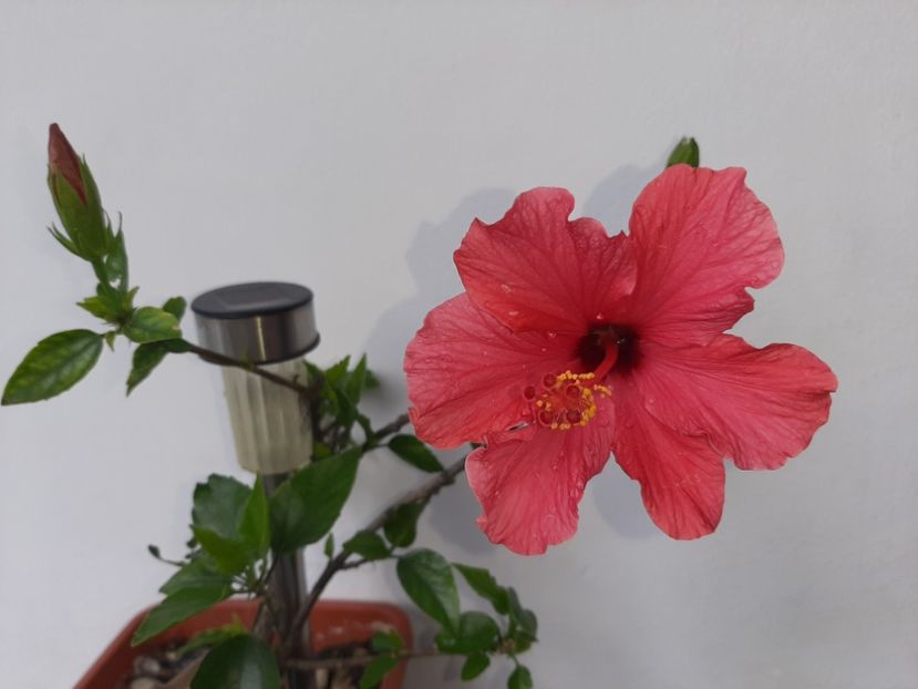  - Florile mele în mai 2021