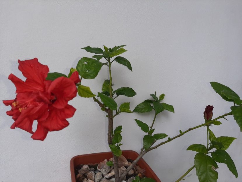  - Florile mele în mai 2021