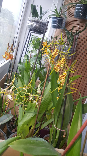 mai 2021 - Orhidee_6_mixt