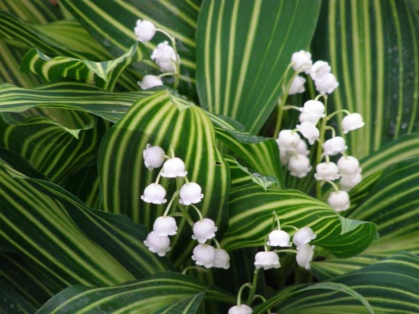 Convallaria majalis 'Albostriata' - Achizitii 2021