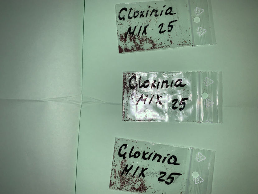 or sa rasara toate??? - Plante de interior 2021