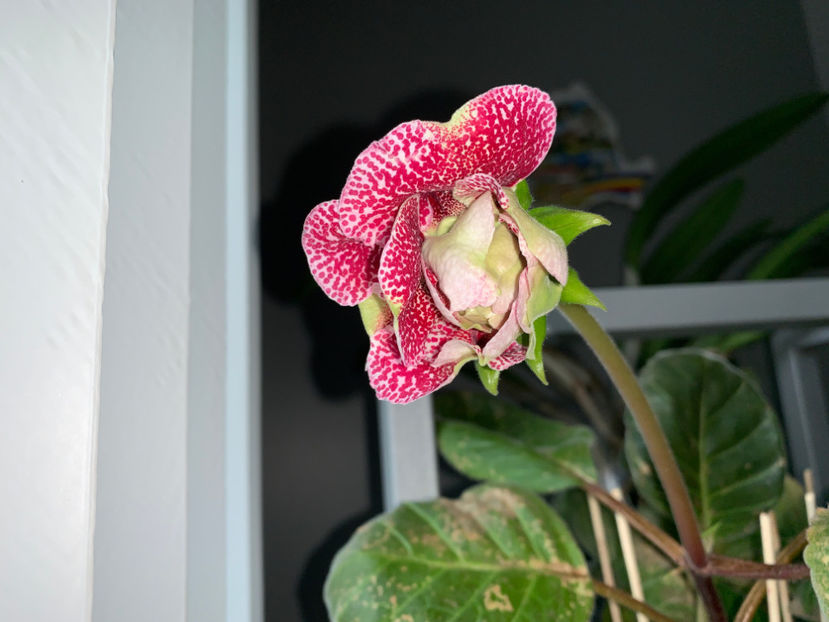  - Plante de interior 2021