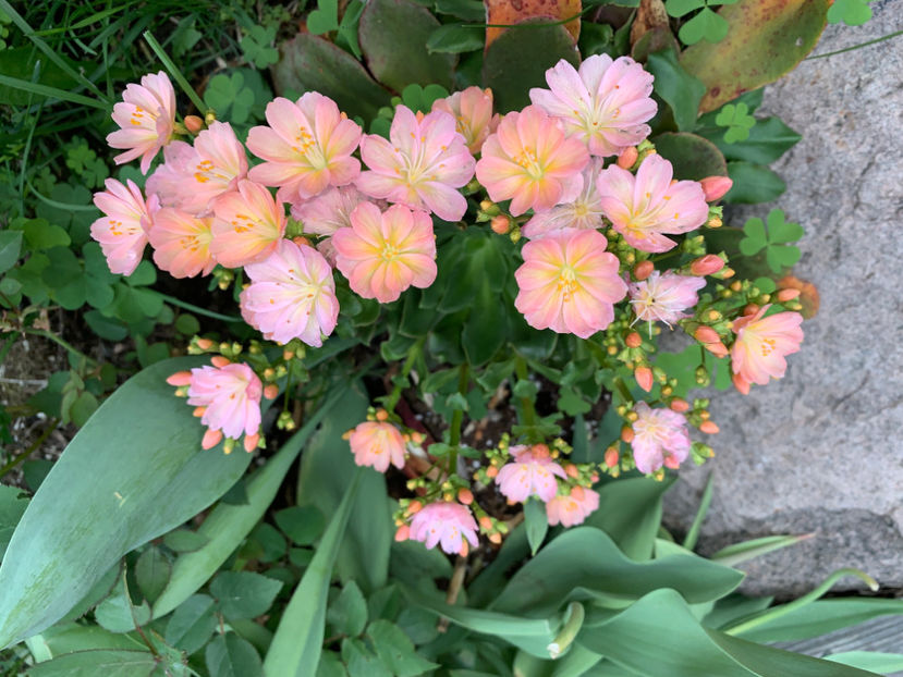  - Jurnalul gradinii 2021