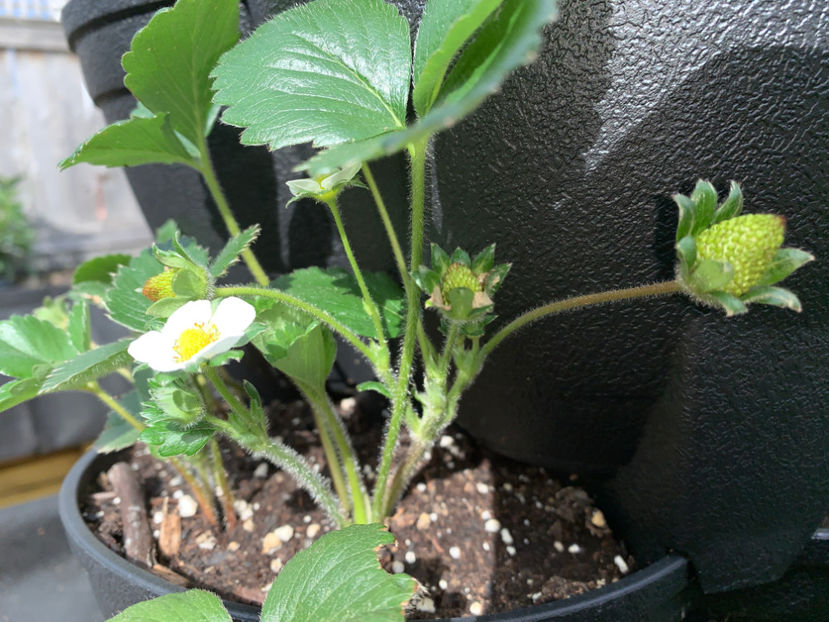  - Jurnalul gradinii 2021