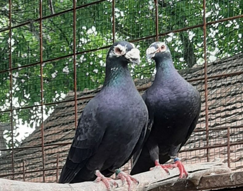 SEARA LA O POVESTE - PORUMBEI-selectii