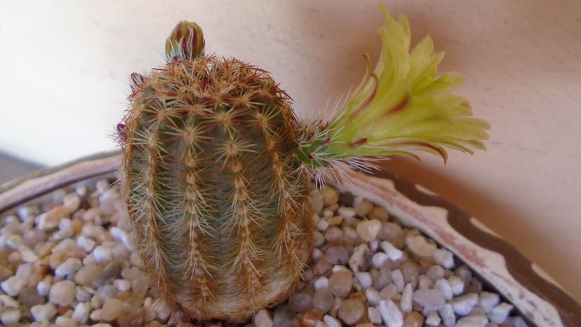 Echinocereus viridiflorus - Cactusi 2021