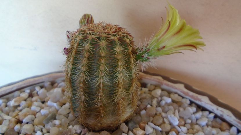 Echinocereus viridiflorus - Cactusi 2021