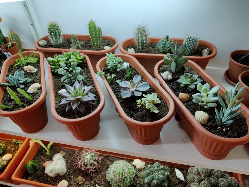  - Cactusi