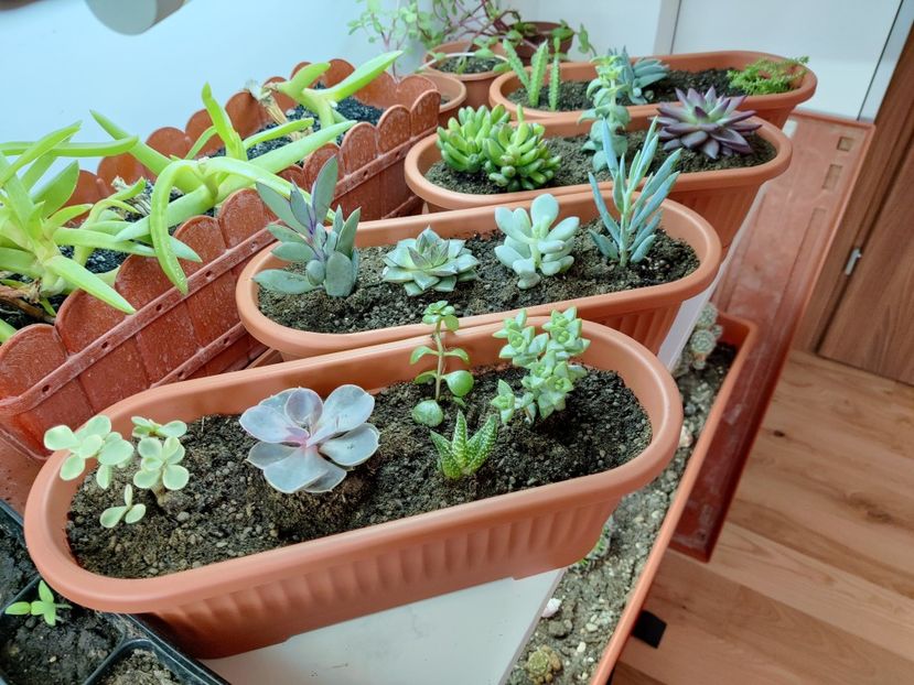  - Cactusi