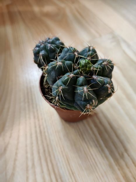  - Cactusi