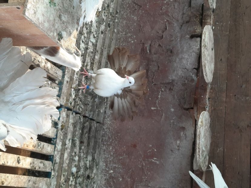  - Voltati albi cu coada neagra și rosie