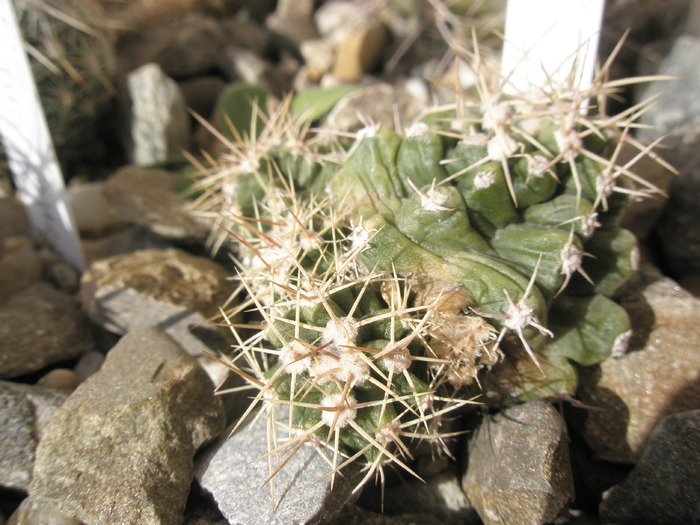 Echinocereus triglochidiatus v. inermis - plantele dupa iarna 2010