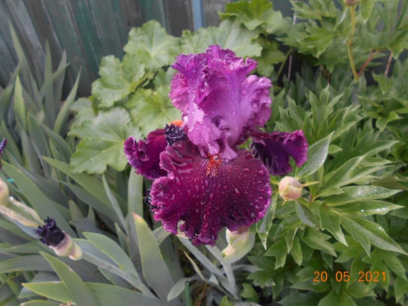 Up in Flame - 02 Irisi 2021