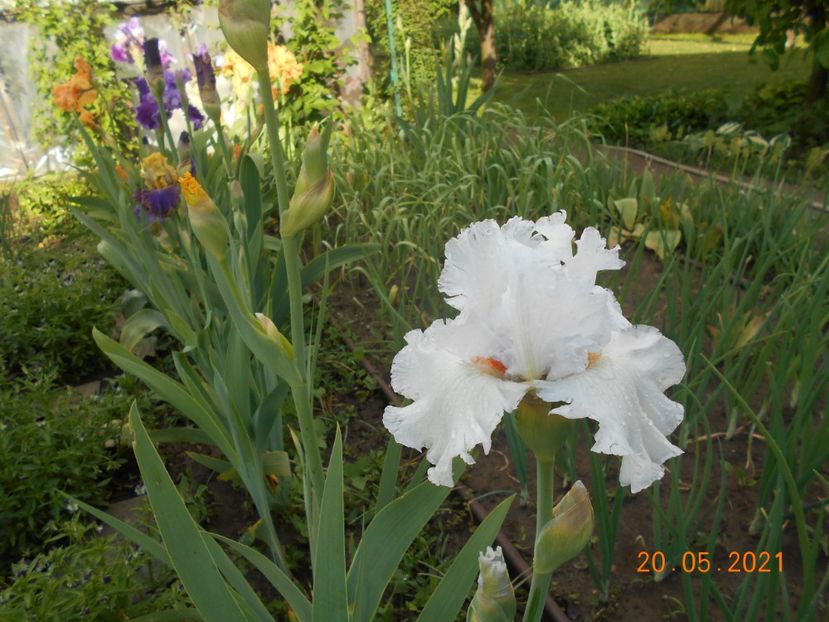 Foggy Valey - 02 Irisi 2021