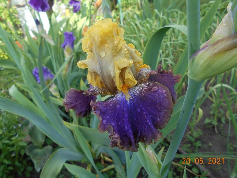 Garden Pleasure - 02 Irisi 2021