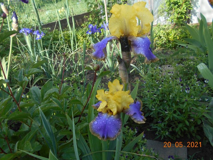 Tumulteux - 02 Irisi 2021