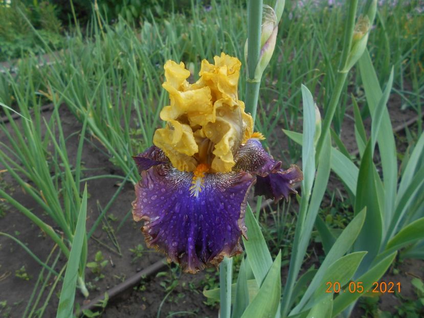 Garden Pleasure - 02 Irisi 2021