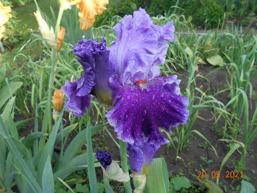 Louisa s Song - 02 Irisi 2021